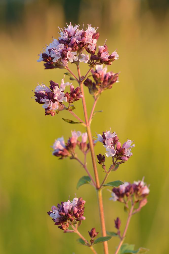 Oreganum vulgare